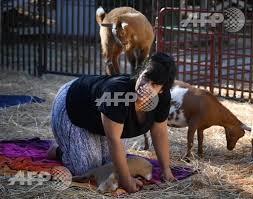 yoga with goats craze takes off in us