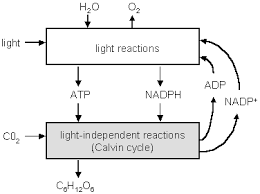 Light Independent Reaction Diagram Light Dependent