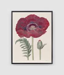 Red Poppy Painting English Cottage
