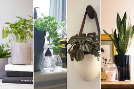 decorating with houseplants lonny
