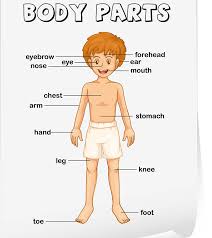 Make sure the tape is over the largest part of. Teaching Body Parts To Children