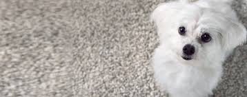 why do dogs put food on carpet wag