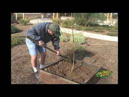 How To Plant Fruit Trees In Raised Beds