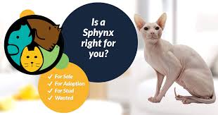 How can i adopt a cat near me? Sphynx Cats And Kittens For Sale In The Uk