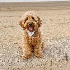 Striving to be the best mini labradoodle breeders, dr. Labradoodle Puppies In North Carolina Top 5 Breeders 2021 We Love Doodles