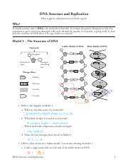 Dna structure dna replication animation : 5 Dna Structure And Replication Pogil Pdf Dna Structure And Replication How Is Genetic Information Stored And Copied Why Deoxyribonucleic Acid Or Dna Course Hero