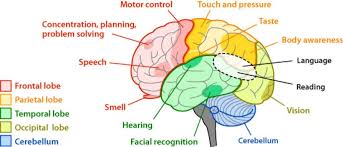 Brain Parts And Functions Chart For Kids Google