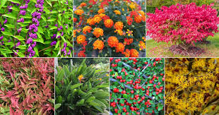 25 Drought Tolerant Shrubs To Grow In