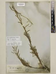 Salix rosmarinifolia L. | Plants of the World Online | Kew Science