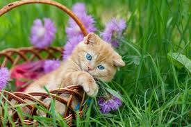 This flower is so toxic to cats that even a small amount could cause kidney damage. Cute Cat Pictures With Flowers Cats With Flowers Petal Talk