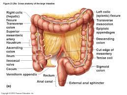 large intestine gi