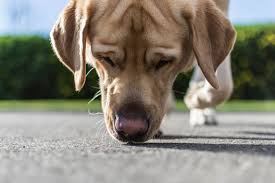 why dogs like to sniff