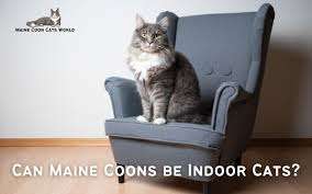 can maine s be indoor cats pros
