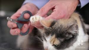 Cutaneous horns tend to occur spontaneously on the paw pad. How To Groom Cats Paw And Claw Care Life Cats
