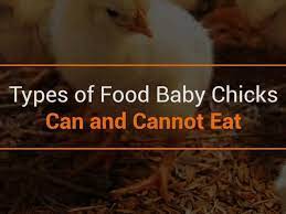 At week 2, though, they're usually on crumbles and kelp only. Types Of Food Baby Chicks Can Cannot Eat Nature S Best
