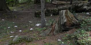 Image result for toilet paper on the appalachian trail