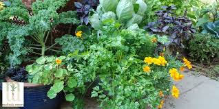 Grow A Nutritious Garden In A Pot