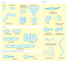 Bacteria Definition Shapes Characteristics Types Examples