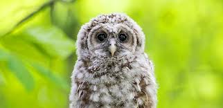 owl names 200 awesome names for baby owls