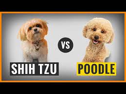 poodle vs shih tzu which fluffy pup is