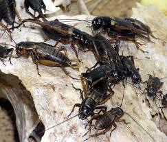 get rid of crickets inside your house