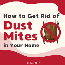 how to get rid of dust mites in your