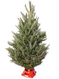 fraser fir tabletop real christmas tree