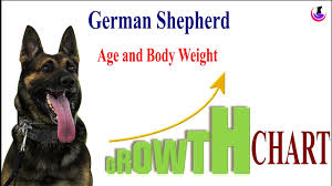 German Shepherd Growth Chart Ii Dog And Vet Ii Hindi