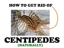 Get Rid Of House Centipedes Naturally