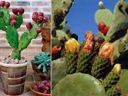 Prickly pear cactus is grown by planting a prickly pear seed in a cactus patch, requiring level 76 farming. How To Grow Prickly Pear Cactus Fruits In Containers How To Grow Dragon Fruit Growing Pineapple Prickly Pear Cactus