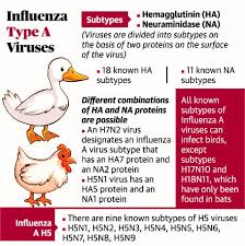 For the most part, symptoms of the h5n8 virus are respiratory. Bird Flu Insightsias