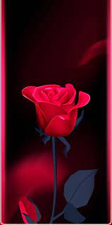 love rose flower hd phone wallpaper