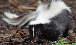 how to get skunk smell out of clothes