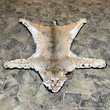 bobcat rug mount 28822 the