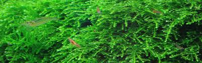 mosses for your aquarium aquasabi