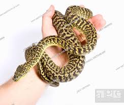 irian jaya carpet python in hand