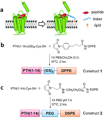 Triblock Peptide Linker Lipid Molecular Design Improves