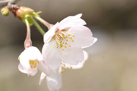 ãæ¡ãè±ã³ããã®ç»åæ¤ç´¢çµæ