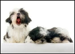 This is because they are very sensitive to high. A Shih Tzu Puppy Is On The Way