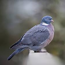 21 Facts On Wood Pigeon Tweetapedia Living With Birds
