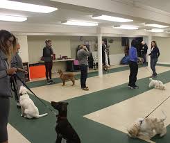 Those classes can be overwhelming for a puppy. Group Dog Training Classes In Conshohocken King Of Prussia Pa The Positive Pooch
