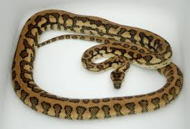 coastal carpet pythons