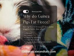 5 reasons why guinea pigs eat fleece