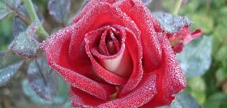 Роза етерна/вечна (eterna) характеристики на вида: Gradina Na Rozata Dobre Doshli