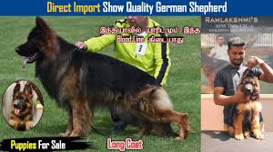 german shepherd long coat puppies