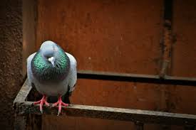 oiseau dans la maison signification