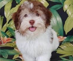 Lavada barnhill blythewood, sc phone: Havanese Puppies For Sale Near Lancaster South Carolina Usa Page 1 10 Per Page Puppyfinder Com