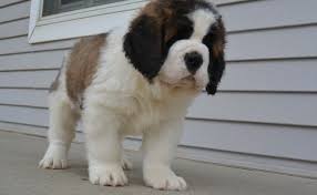 The search tool above returns a list of breeders located nearest to the zip or postal code you enter. Akc Saint Bernard Puppies Off 59 Www Usushimd Com