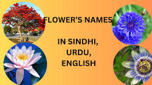 flower s names in sindhi urdu and
