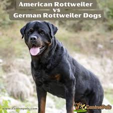 german rottweiler dogs